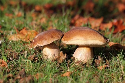 ліс гриби