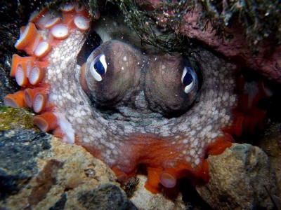Octopus tetricus восьминіг
